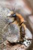 Andrena fulva